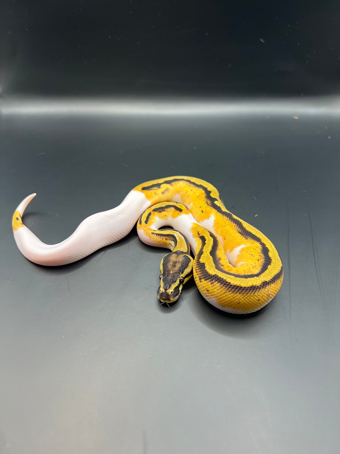 OD Pastel Pied Ball Python by ATHReptiles - MorphMarket