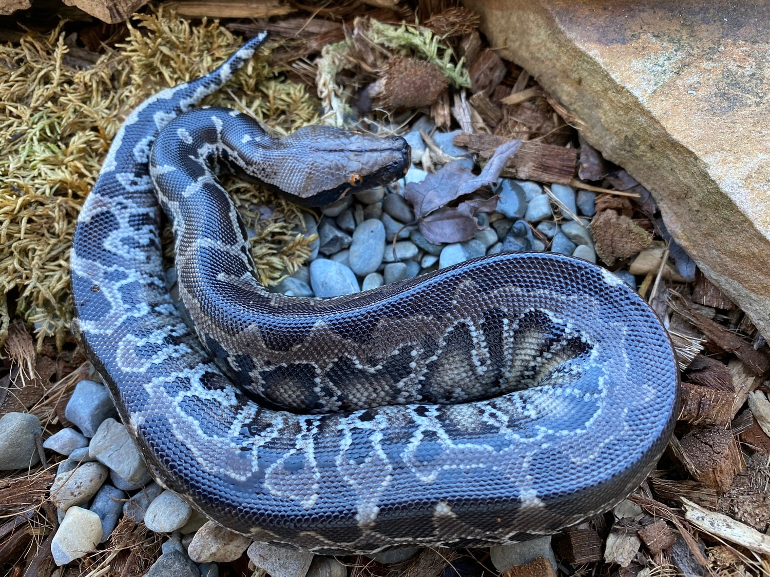 2020 Sumatran Short-tailed Python by Hardin Herpetologica - MorphMarket