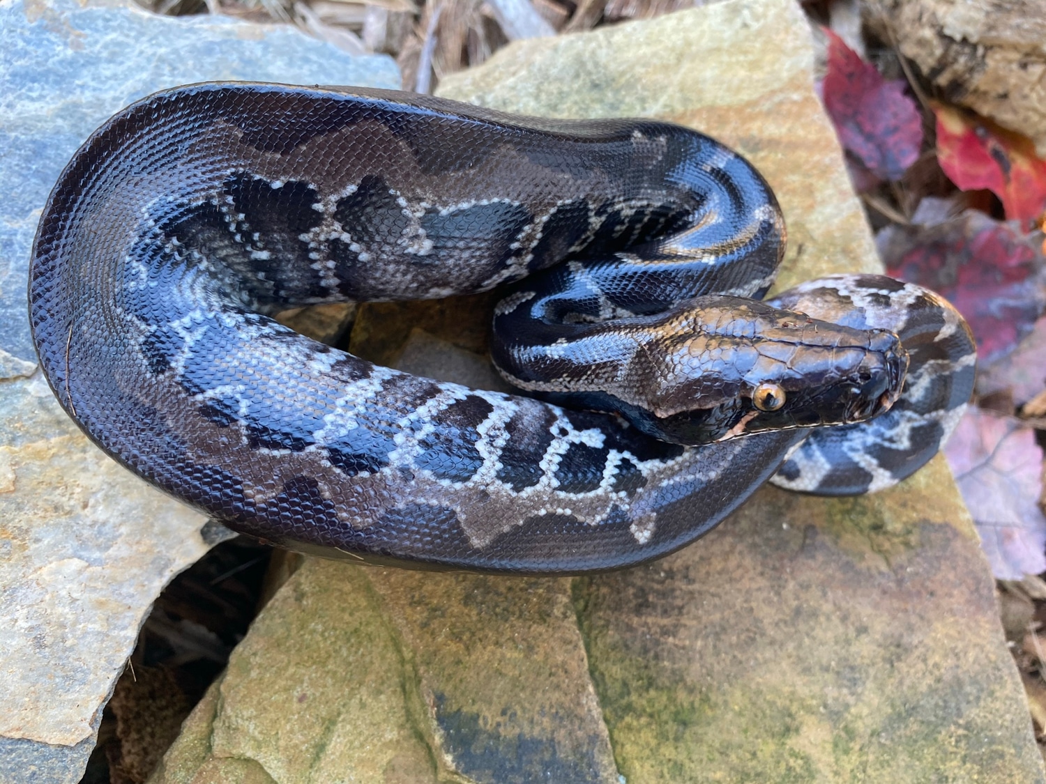 2020 Sumatran Short-tailed Python by Hardin Herpetologica - MorphMarket