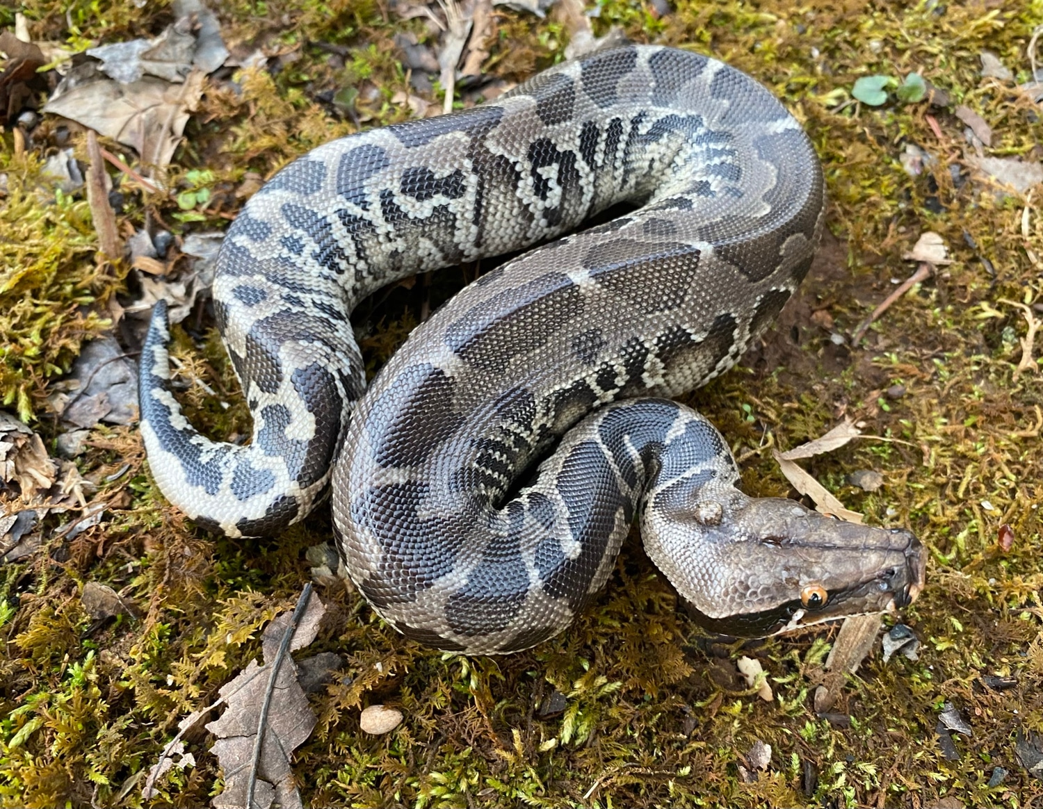 2020 Sumatran Short-tailed Python by Hardin Herpetologica - MorphMarket