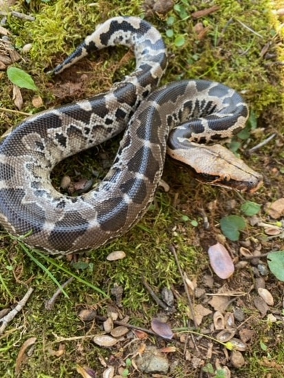 2021 Sstp Sumatran Short-tailed Python