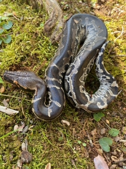 2021 Sstp Sumatran Short-tailed Python