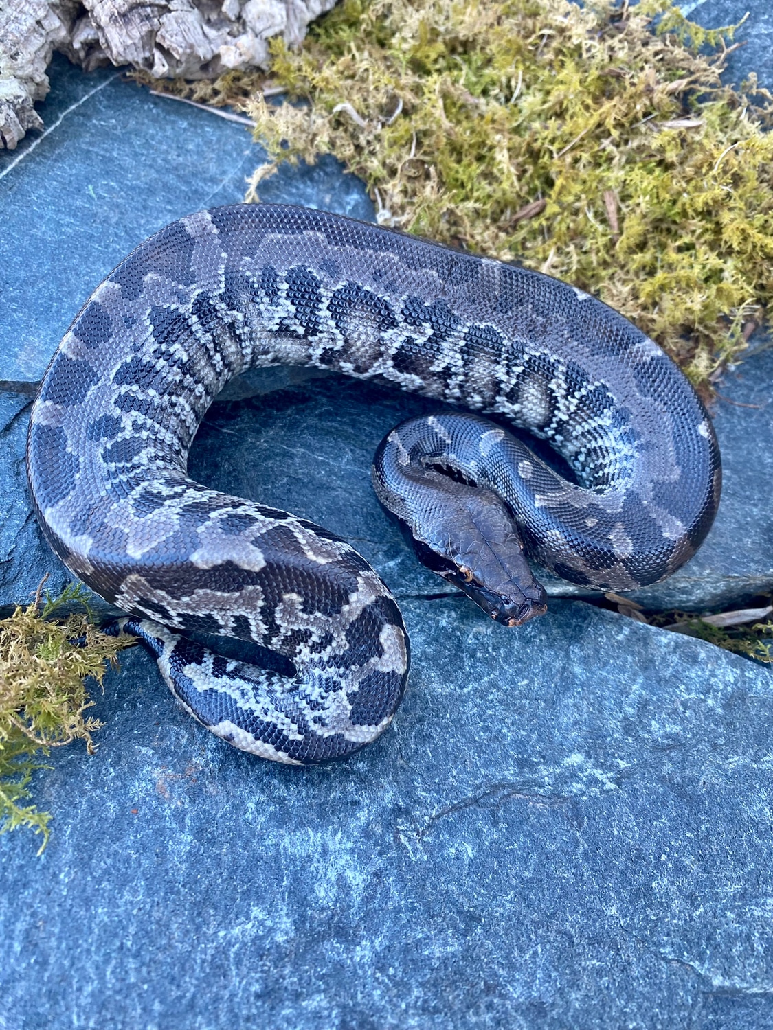 Sumatran Short-tailed Python by Hardin Herpetologica - MorphMarket