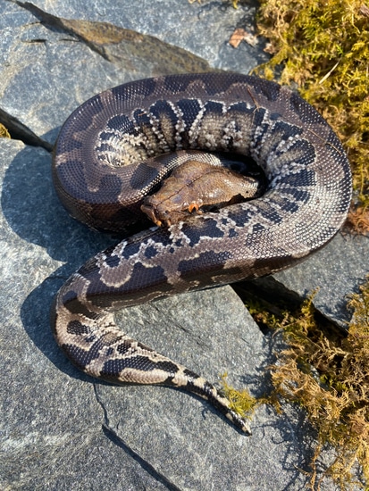 Sumatran Short-tailed Python Sumatran Short-Tailed Python by Hardin ...