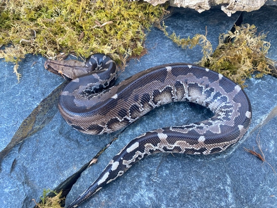 Sumatran Short-tailed Python Sumatran Short-Tailed Python by Hardin ...
