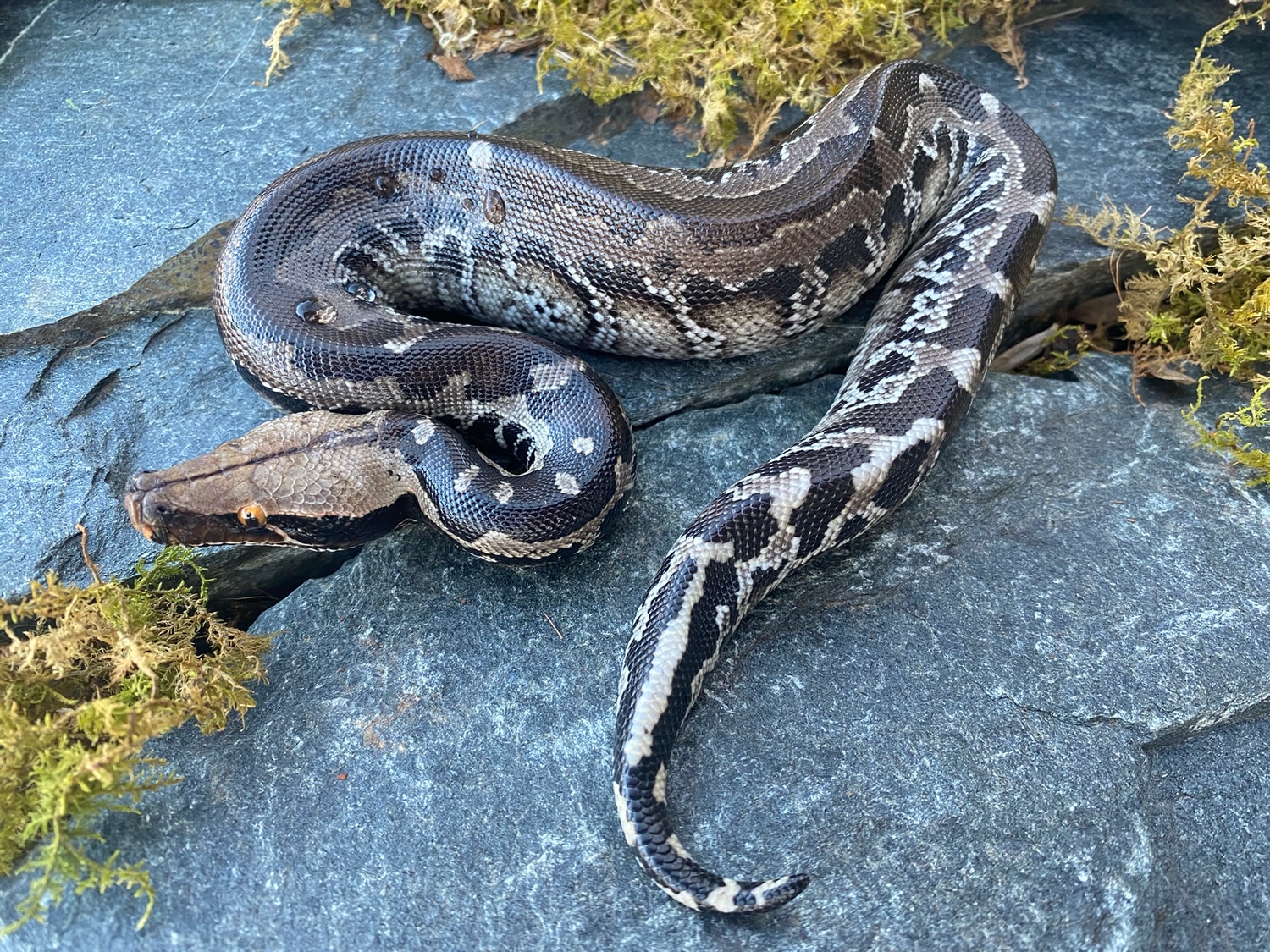 Sumatran Short-tailed Python by Hardin Herpetologica - MorphMarket