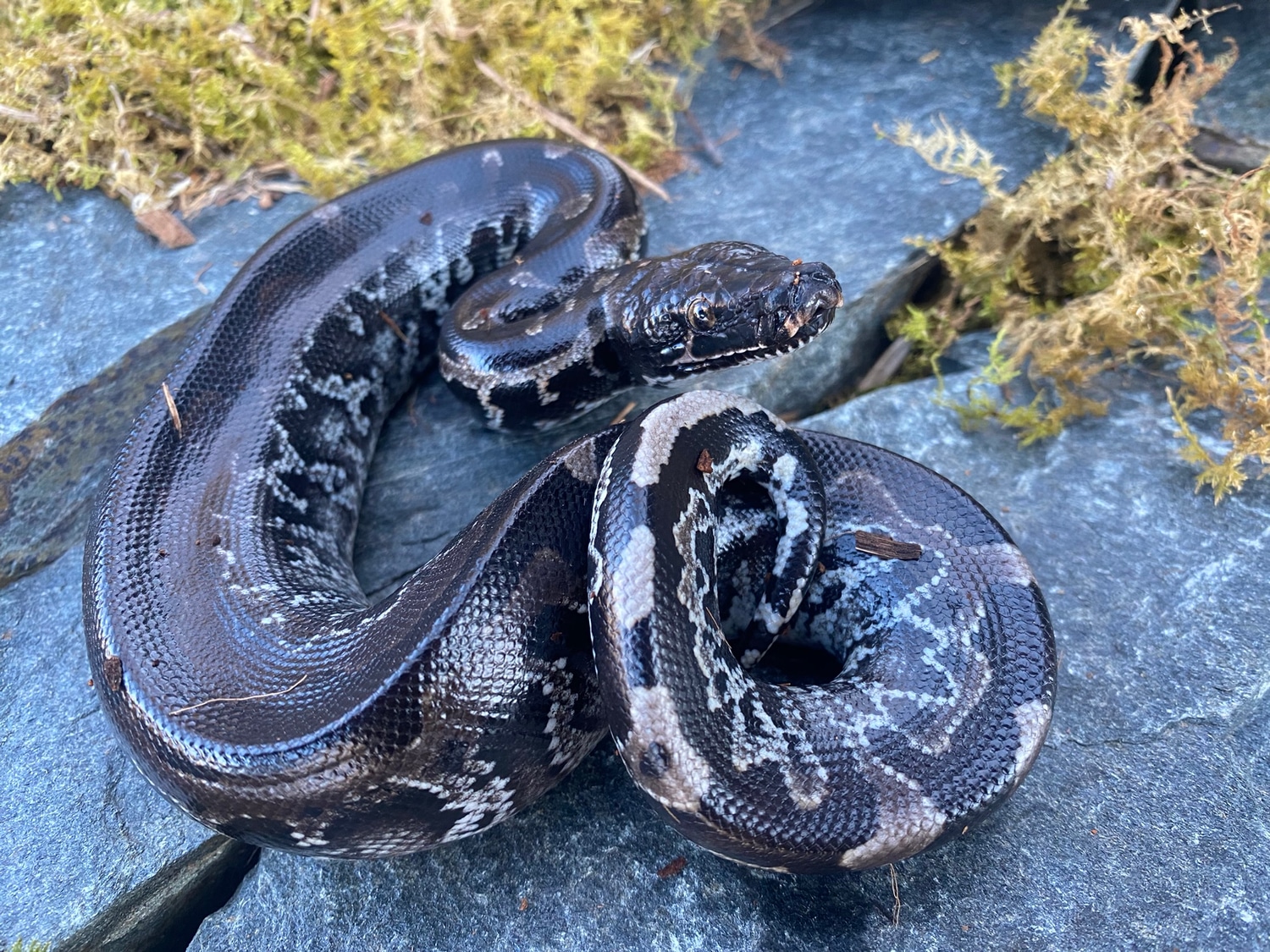 Sumatran Short-tailed Python by Hardin Herpetologica - MorphMarket