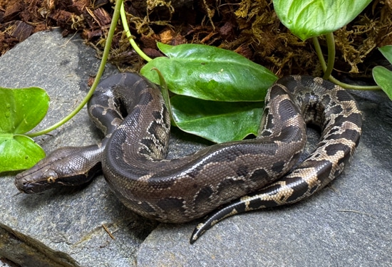 2024 Sumatran Short-tailed Python Sumatran Short-Tailed Python by ...