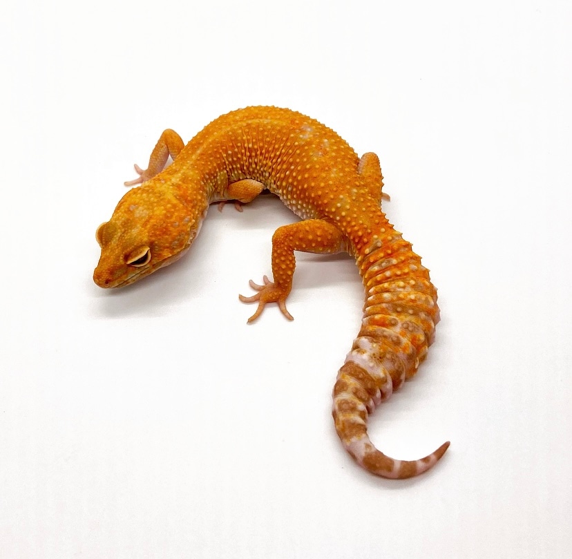GGG Sunglow Leopard Gecko by Hard Rock Leppard Geckos - MorphMarket