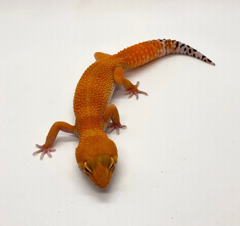 Tangerine Tornado Leopard Gecko by Hard Rock Leppard Geckos MorphMarket