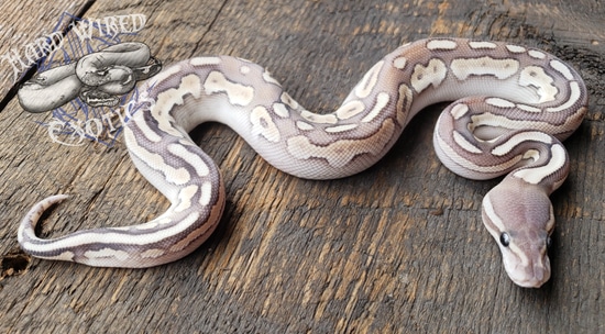 Fire Lesser Cinnamon Ball Python by Hard Wired Exotics
