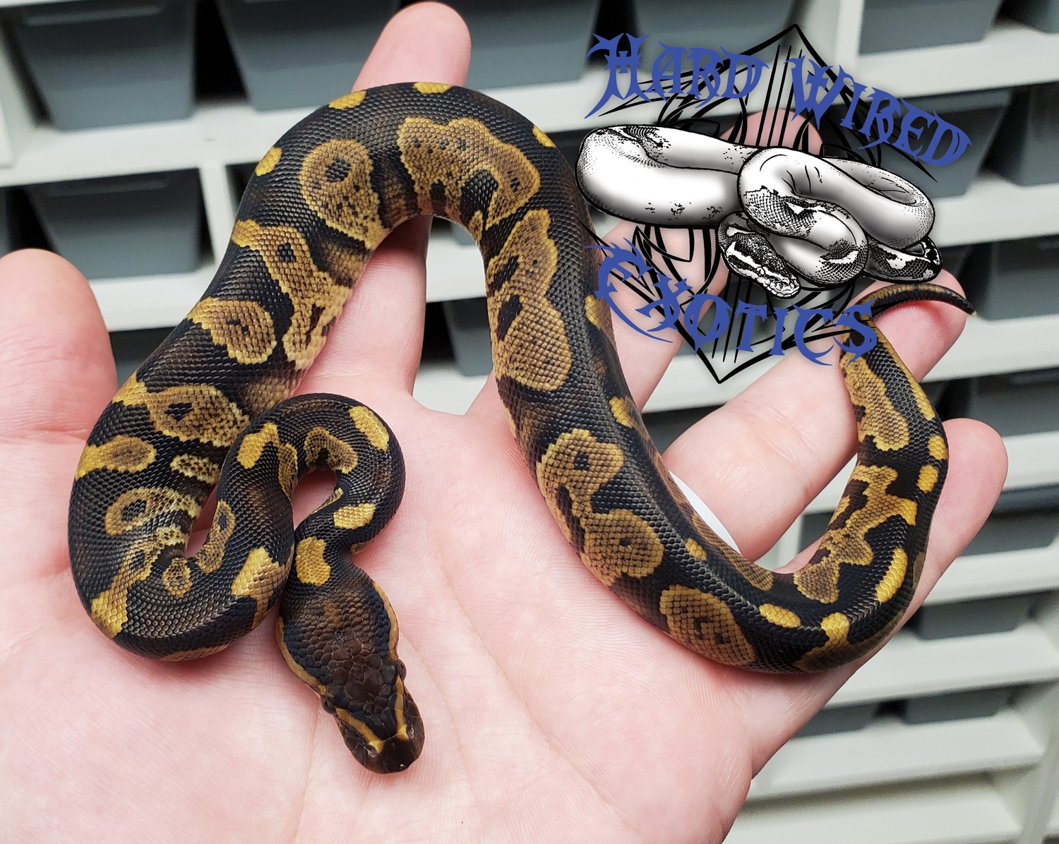 Chocolate Yb Ringer Ball Python by Hard Wired Exotics - MorphMarket