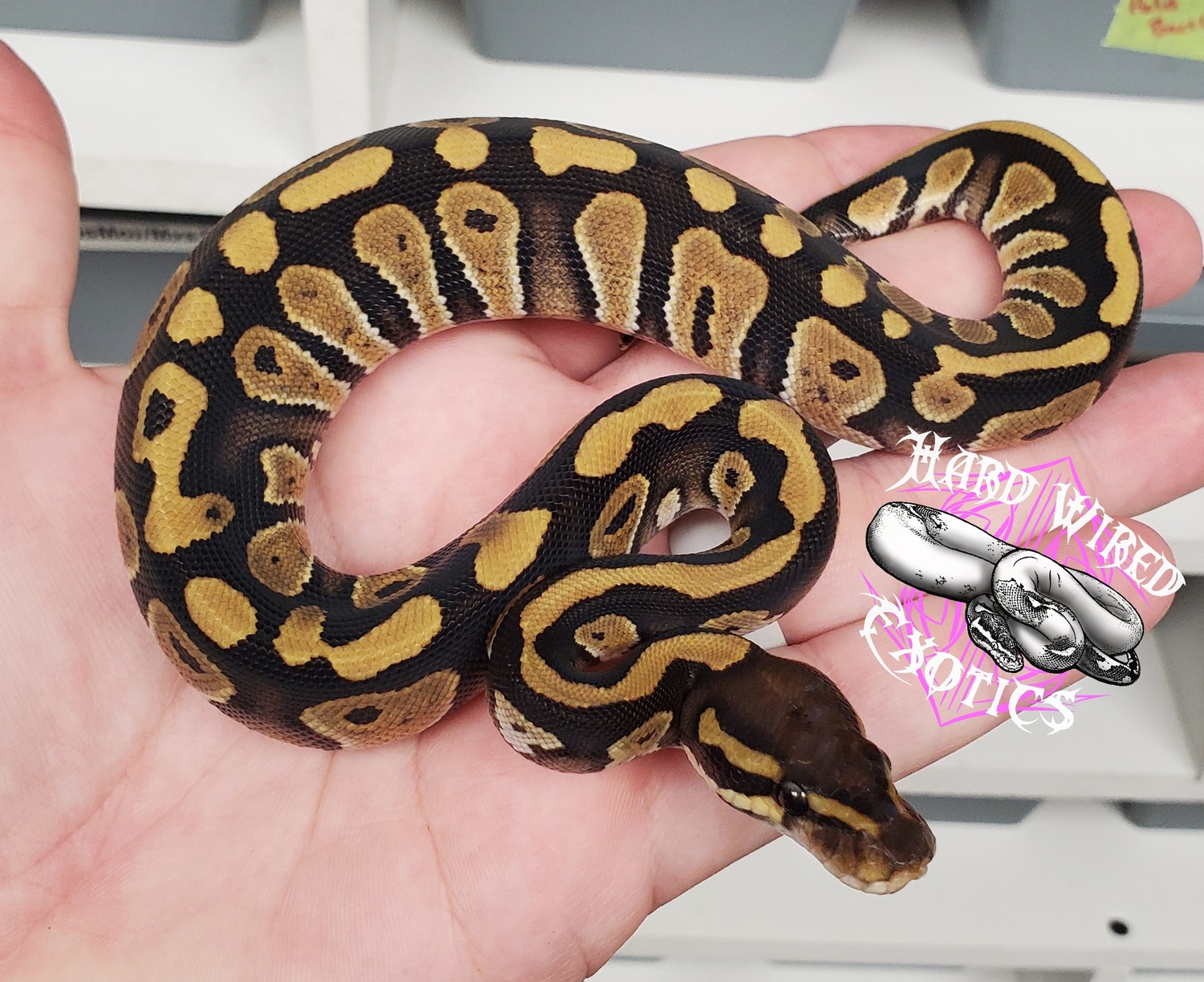Mystic/Mojave Chocolate Double Het Ghost Dg Ball Python by Hard Wired ...