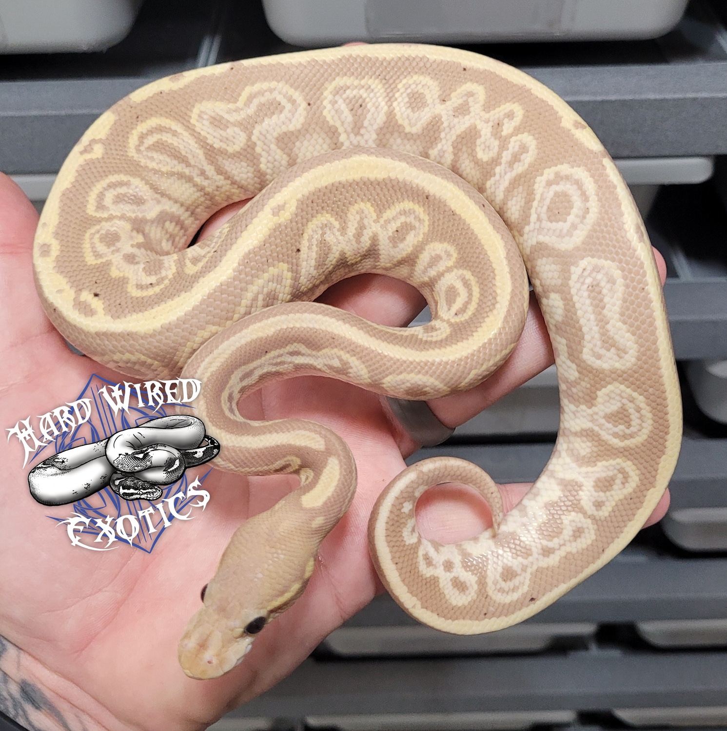 Banana Onyx Pos YB Ball Python by Hard Wired Exotics MorphMarket
