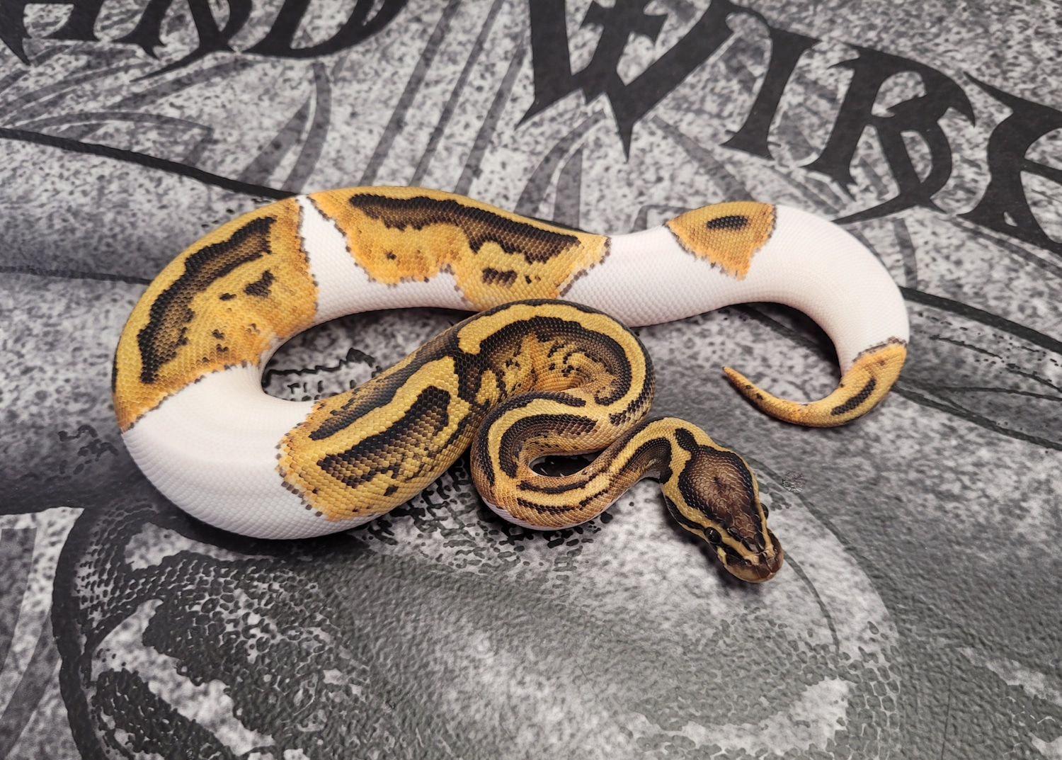 Pastel GeneX Pied Ball Python by Hard Wired Exotics MorphMarket