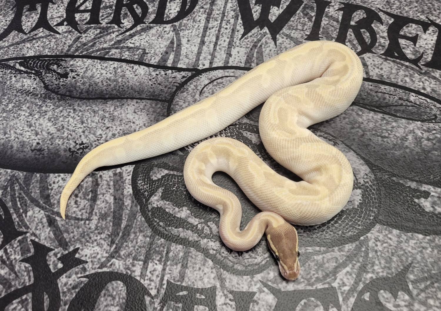 Super Enchi Potion Ball Python by Hard Wired Exotics - MorphMarket