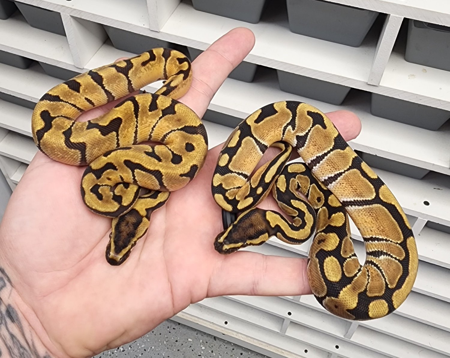 Pair Super Enchi Dh Rainbow Hypo 1 Ball Python by Hard Wired Exotics ...