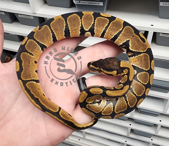 NR Mandarin Ball Python by Hard Wired Exotics