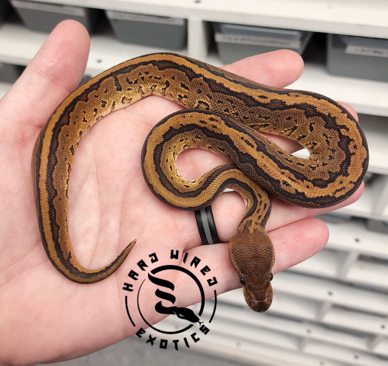BH OD Pin Ball Python by Hard Wired Exotics - MorphMarket