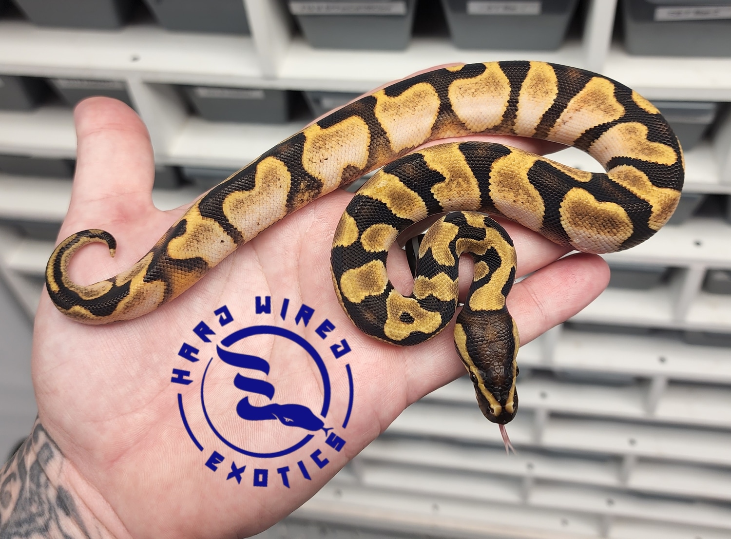 Enchi Calico Het Lavender Ball Python by Hard Wired Exotics - MorphMarket