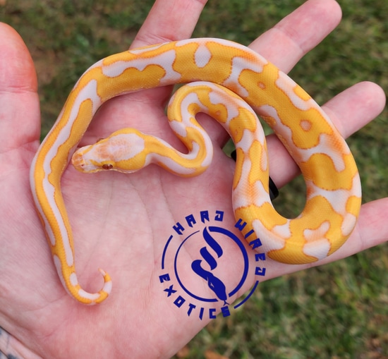 Starburst Enchi Leopard Lavender Albino Ball Python by Hard Wired Exotics