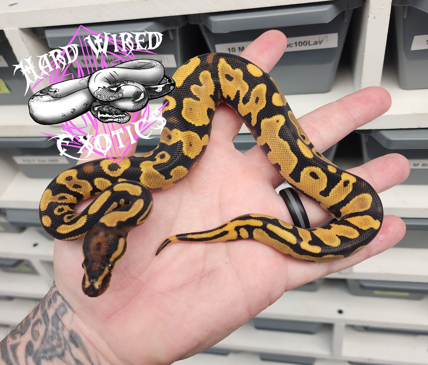 Blitz OD YB Het Pied Ball Python by Hard Wired Exotics - MorphMarket