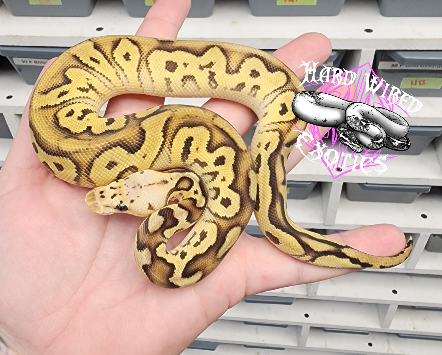 Pastel Cypress Clown Ball Python by Hard Wired Exotics - MorphMarket