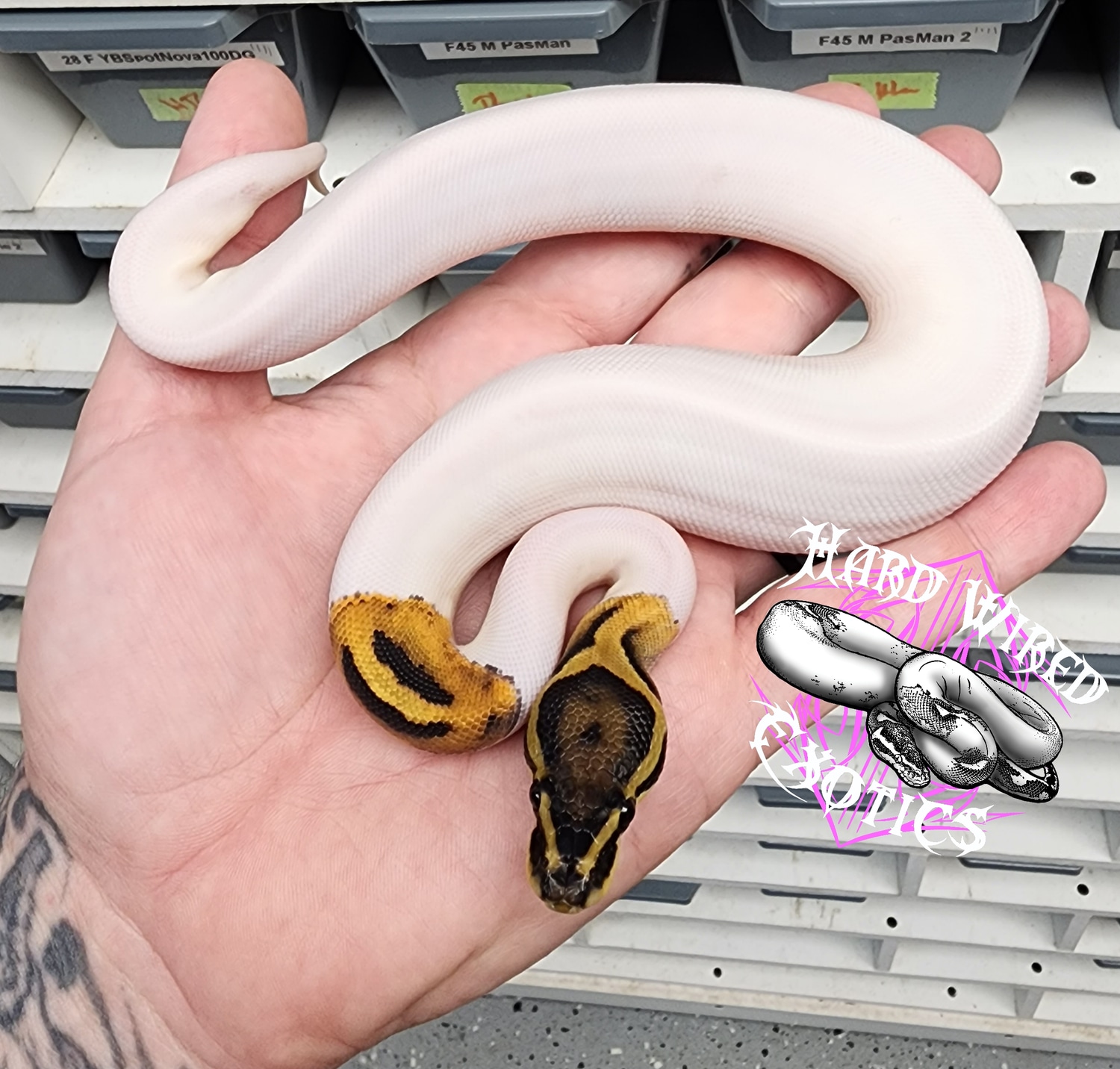 OD Pied Het Hypo Ball Python by Hard Wired Exotics - MorphMarket