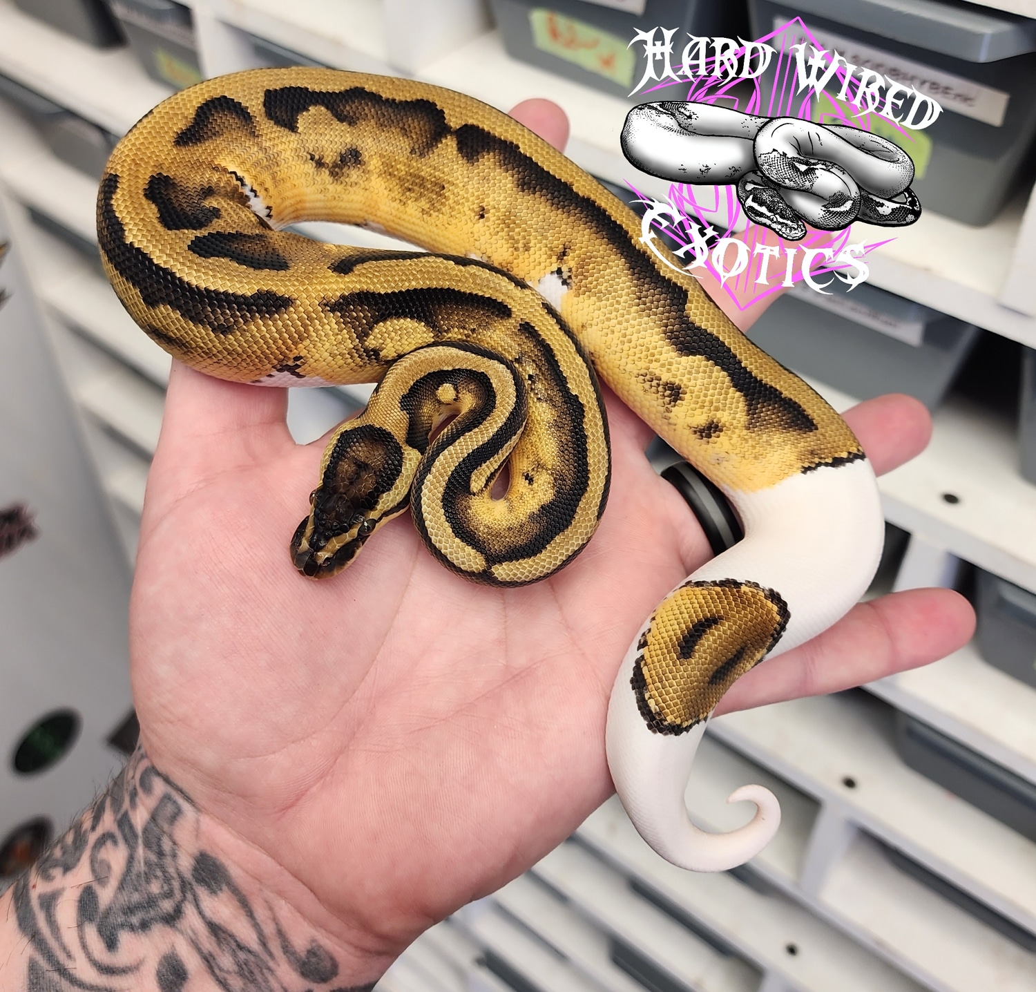 Pastel Pied Ball Python by Hard Wired Exotics - MorphMarket
