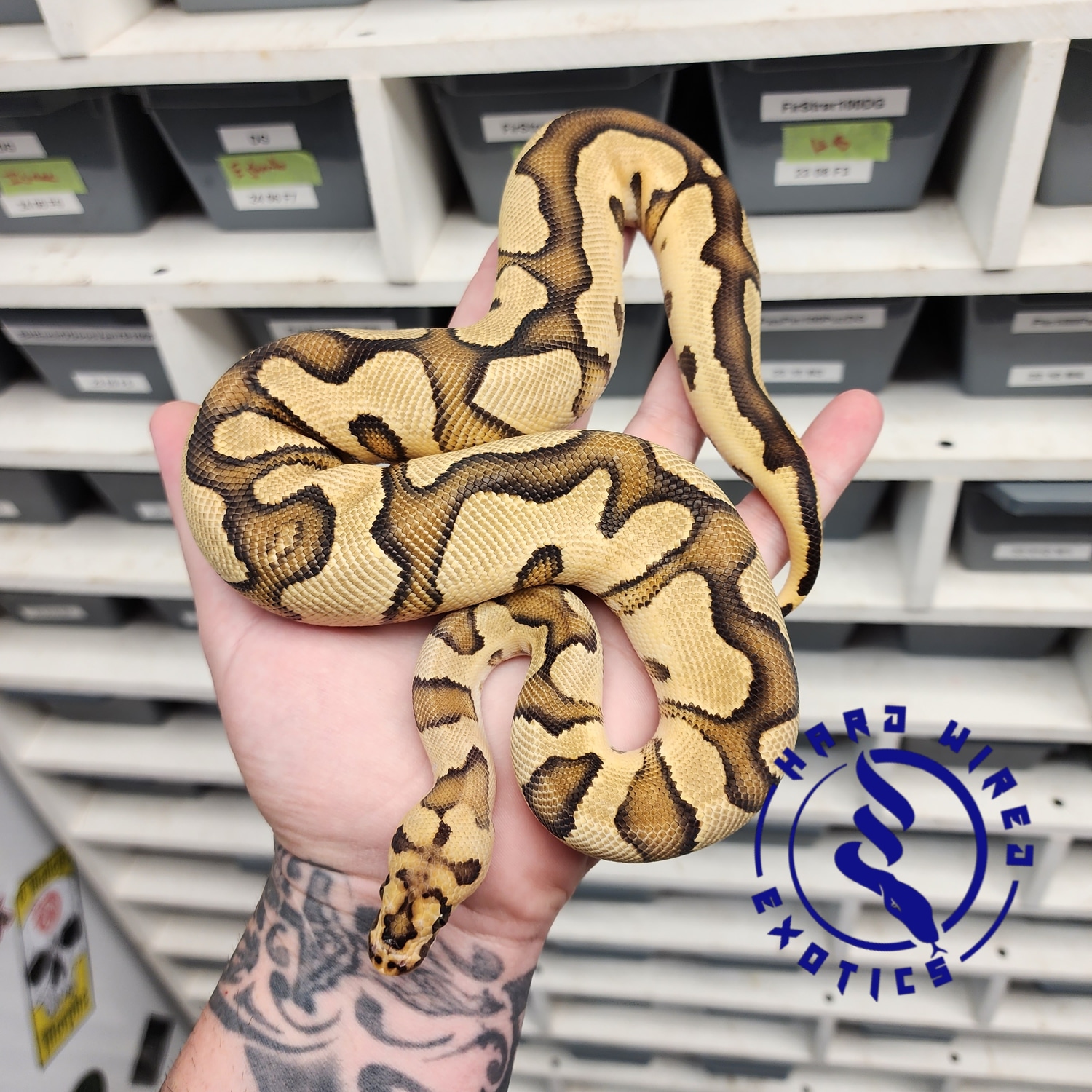 Gravel Fire Enchi Clown Ball Python by Hard Wired Exotics - MorphMarket