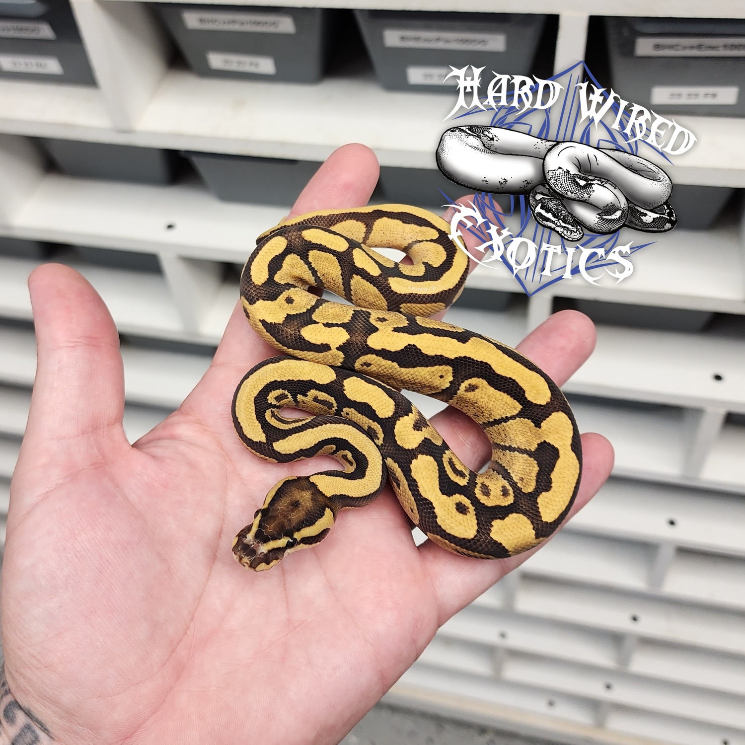 Enchi Fire Het DG Ball Python by Hard Wired Exotics - MorphMarket