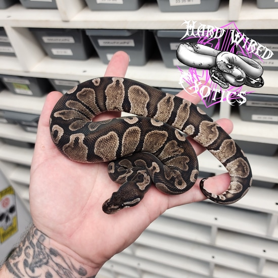 GHI VPI Axanthic Ball Python by Hard Wired Exotics
