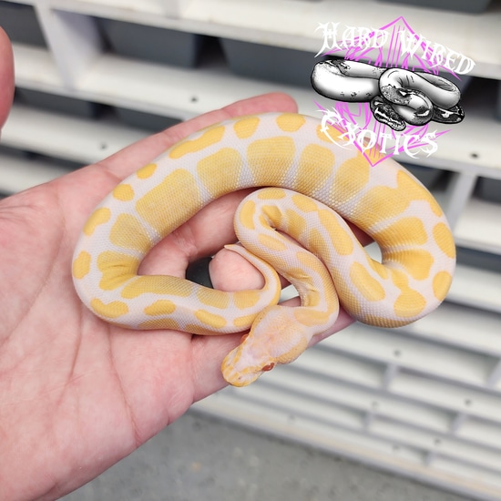 Rainbow Ball Python by Hard Wired Exotics