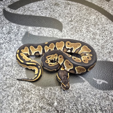 オンラインショップ PERFECT BALL PYTHON 趣味・スポーツ・実用