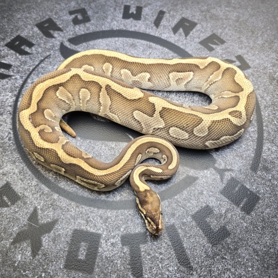 Ball Python Butter Leopard Leopard Butter YB Pos OD Ball Python by Hard Wired Exotics