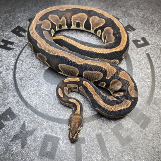 Breeder Leopard Het Genetic Stripe Ball Python by Hard Wired Exotics