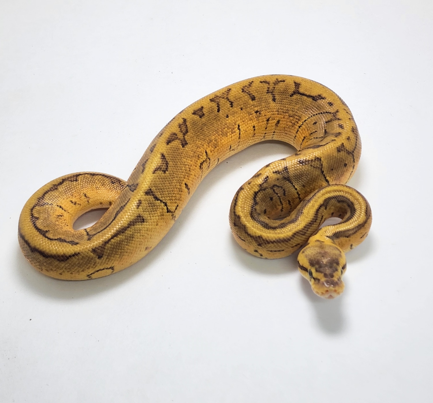 Pastel Enchi Pinstripe Calico YB Het Sunset Ball Python by Gulf Coast ...