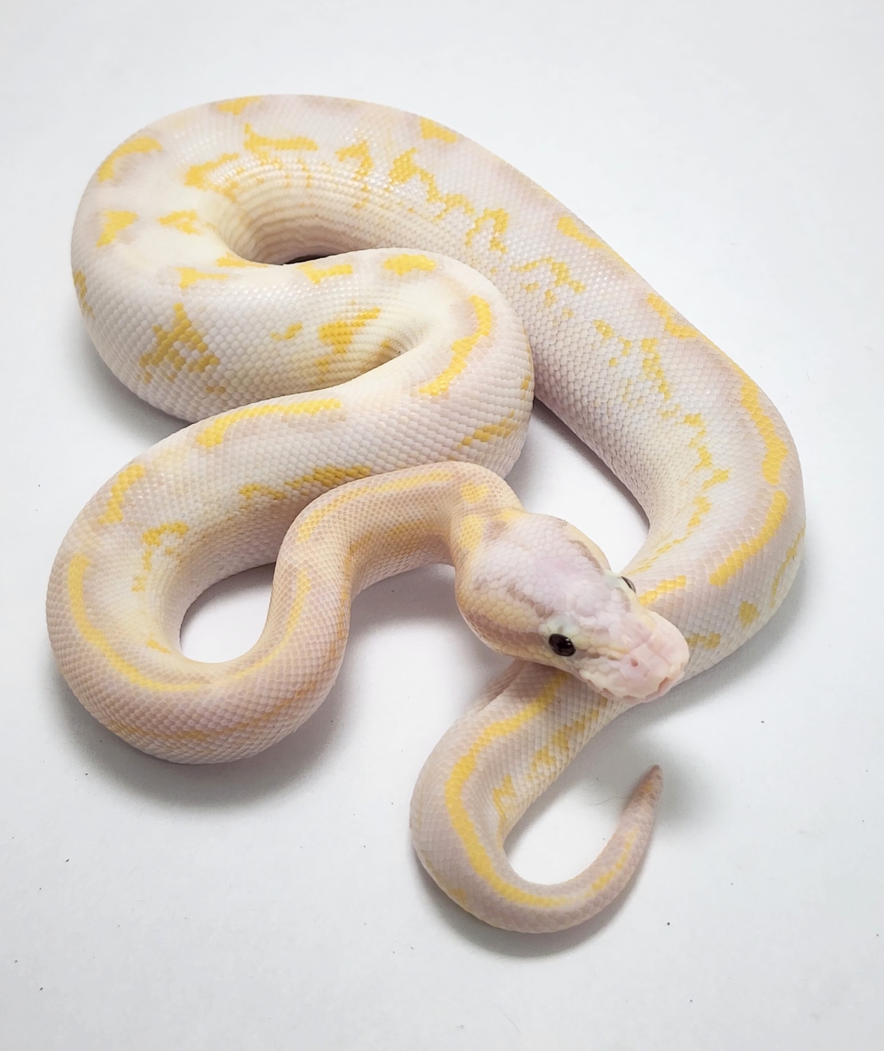 Pastel Banana Highway Ball Python by Gulf Coast Exotics MorphMarket