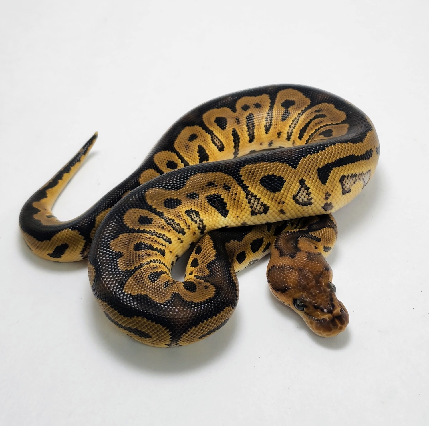 Red Stripe Clown Ball Python by Gulf Coast Exotics - MorphMarket