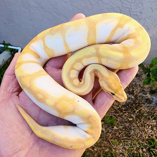 Banana Enchi Calico Ball Python by Gulf Coast Exotics