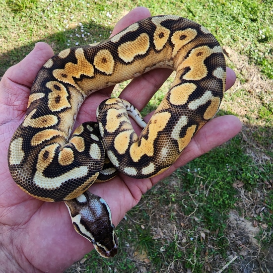 Pastel Enchi Cinnamon Calico Ball Python by Gulf Coast Exotics