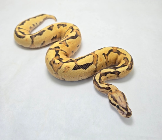 Vanilla Fire OD Ball Python by Gulf Coast Exotics