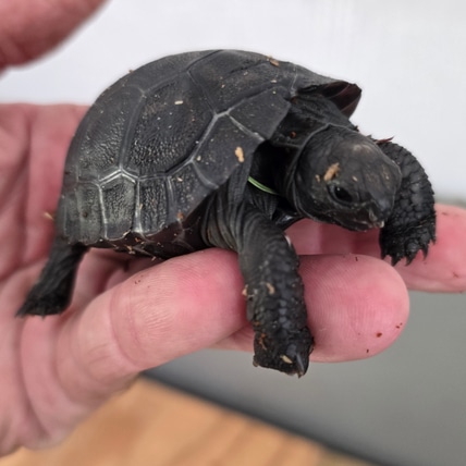 Galapagos Hatchlings. Florida Sales Only!! Galapagos Tortoise
