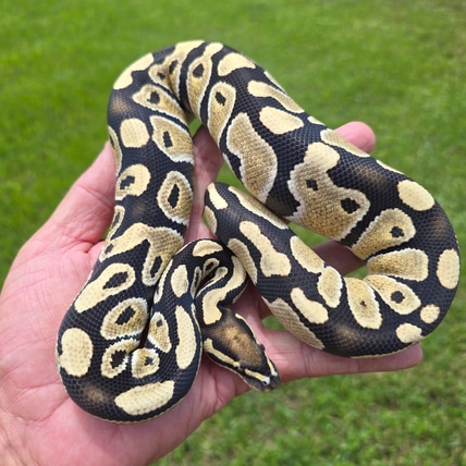 Pair DG Clown Makers Ball Python