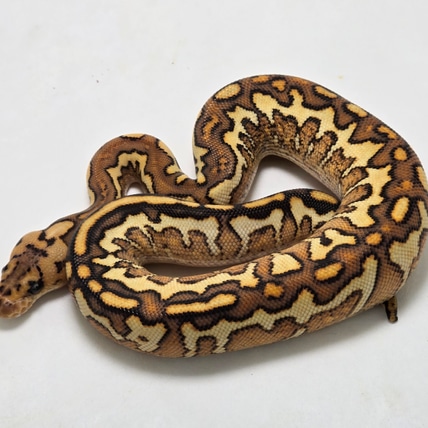 Special Spotnose Black Pastel YB Clown Ball Python