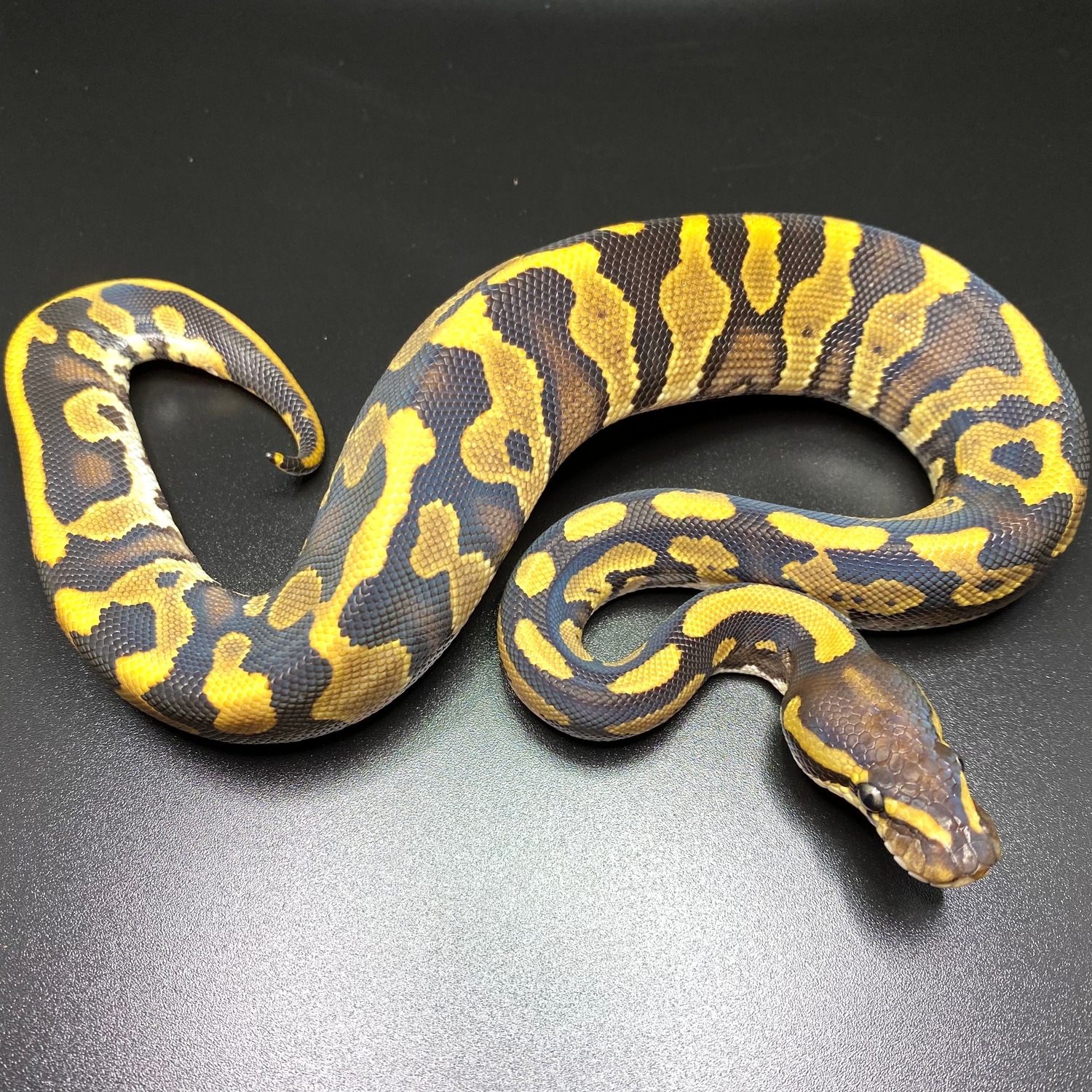 Phantom Leopard Het Hypo 66% Het Puzzle Ball Python by Royal Canvas ...