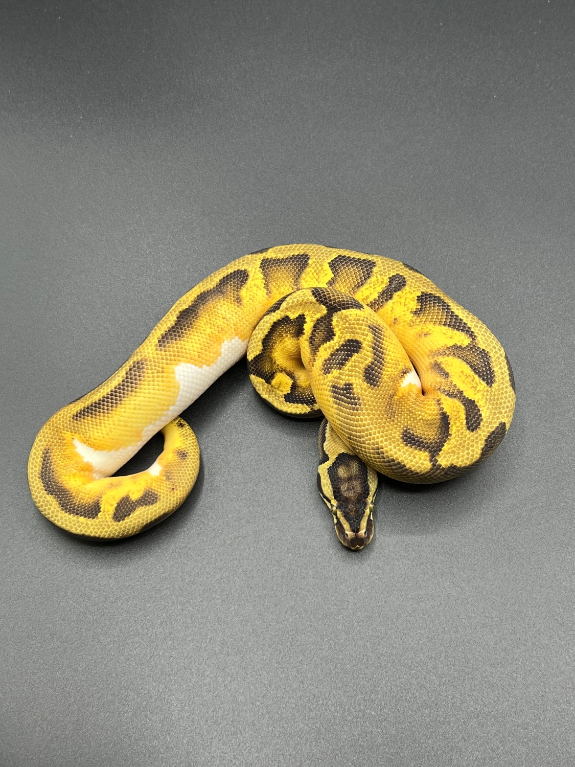 Enchi Pastel Pied Ball Python by Hartman Reptiles - MorphMarket