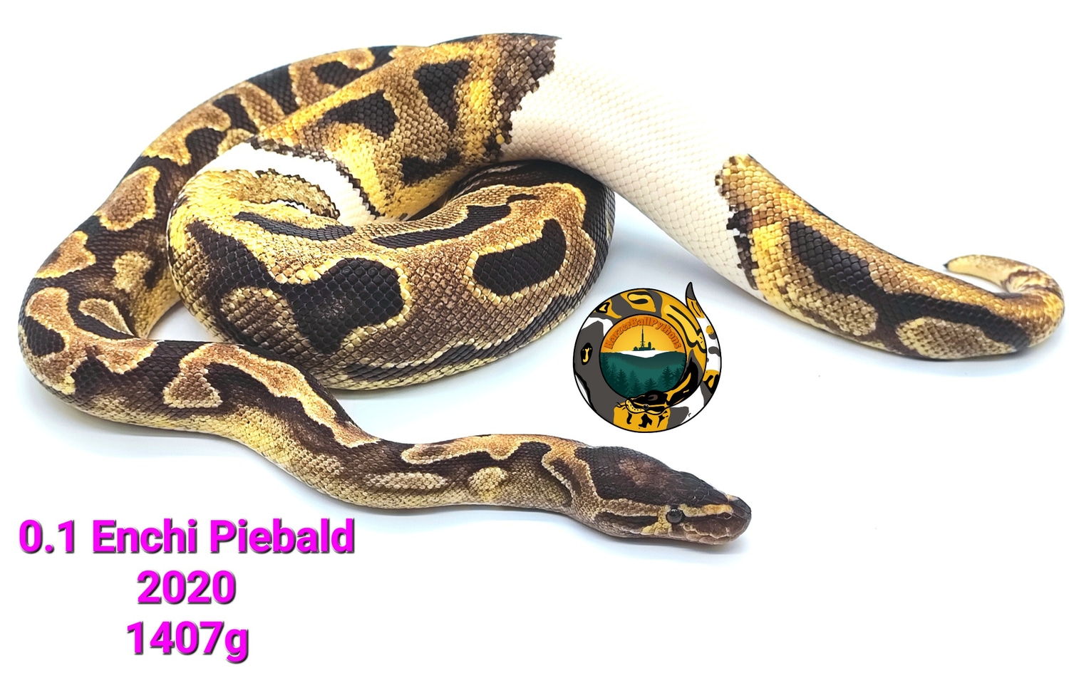 Enchi Piebald Ball Python by HarzerBallPythons MorphMarket
