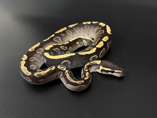 GHI Mojave Ball Python by Snake Loop Reptiles