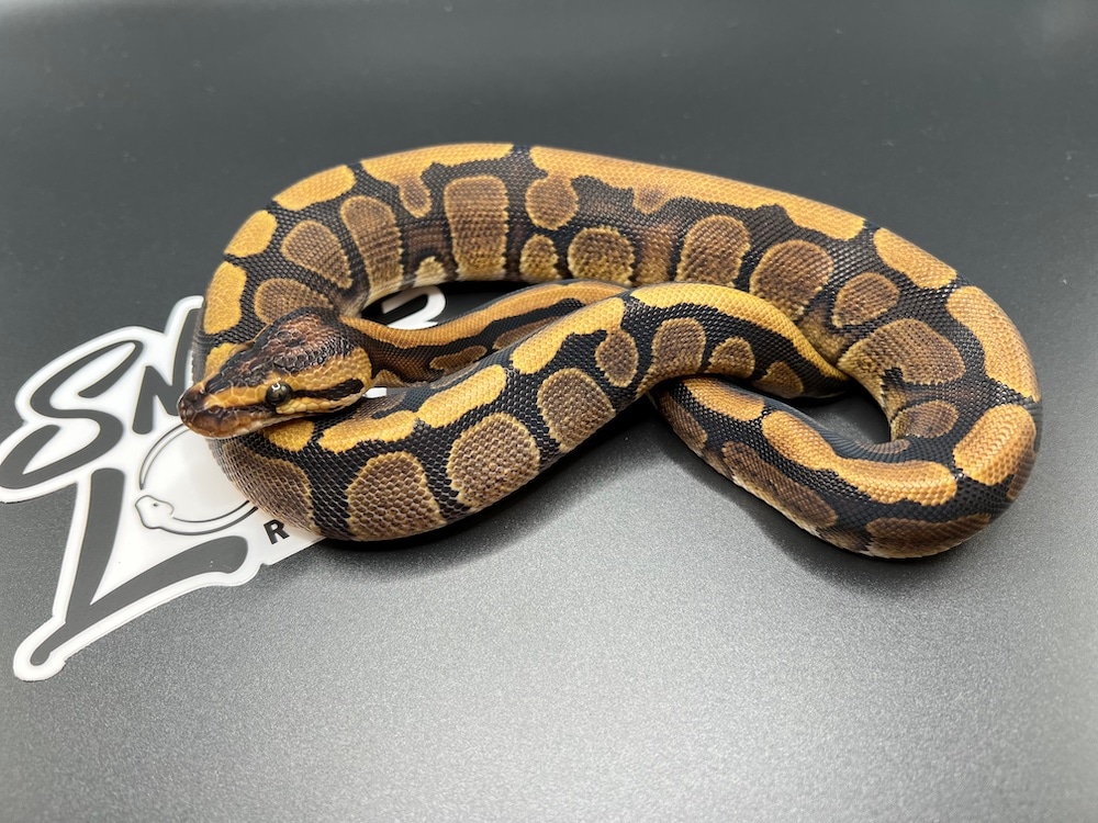 Red Stripe 50% Het Genetic Stripe Ball Python by Snake Loop Reptiles ...